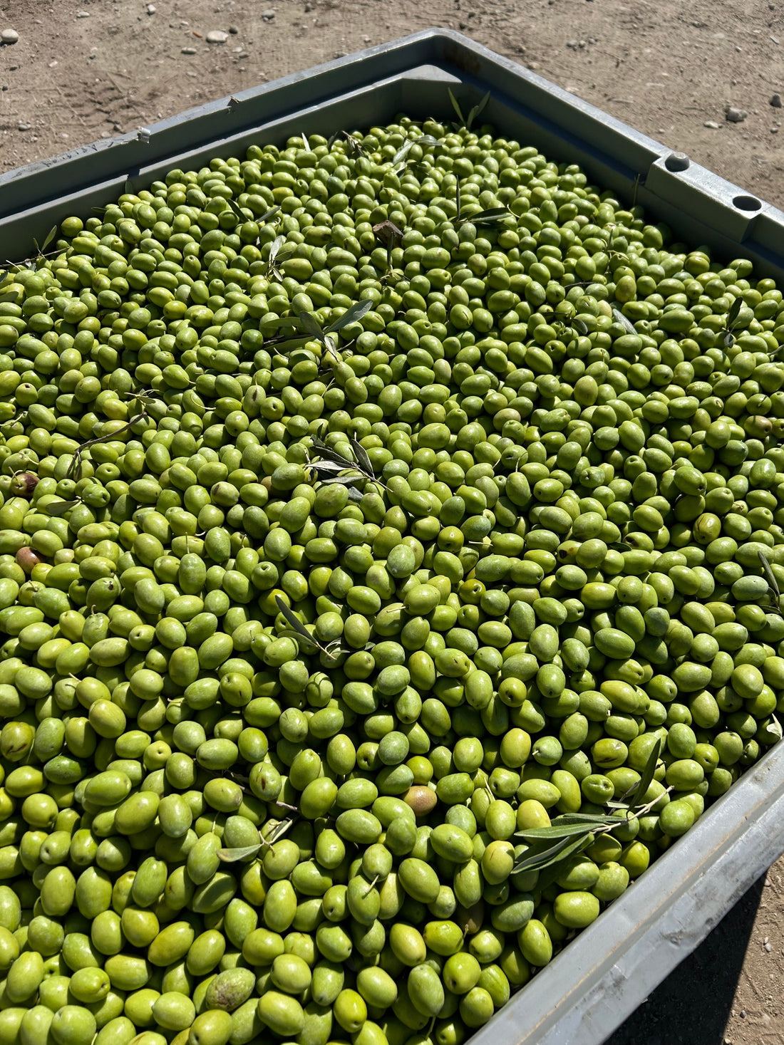 Extra natives Olivenöl, griechisches Olivenöl kaltgepresst, Olivenöl zum braten