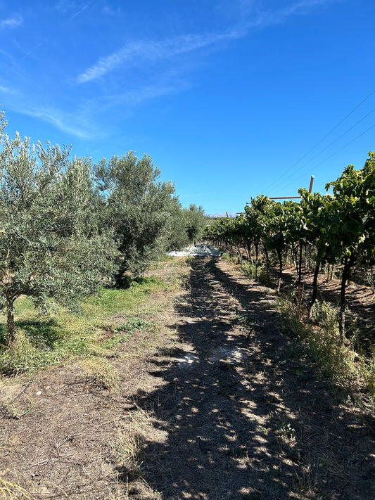 griechisches Olivenöl , Olivenöl zum braten , bestes Olivenöl , natives Olivenöl extra