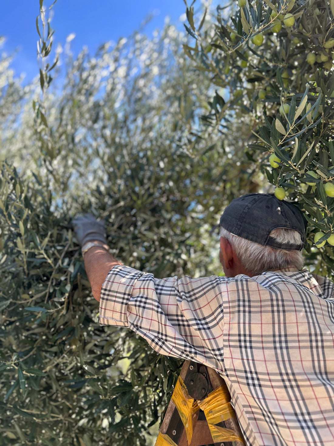 kaltgepresstes olivenöl , extra natives griechisches Olivenöl direkt vom Erzeuger, bestes olivenöl, olivenöl zum braten