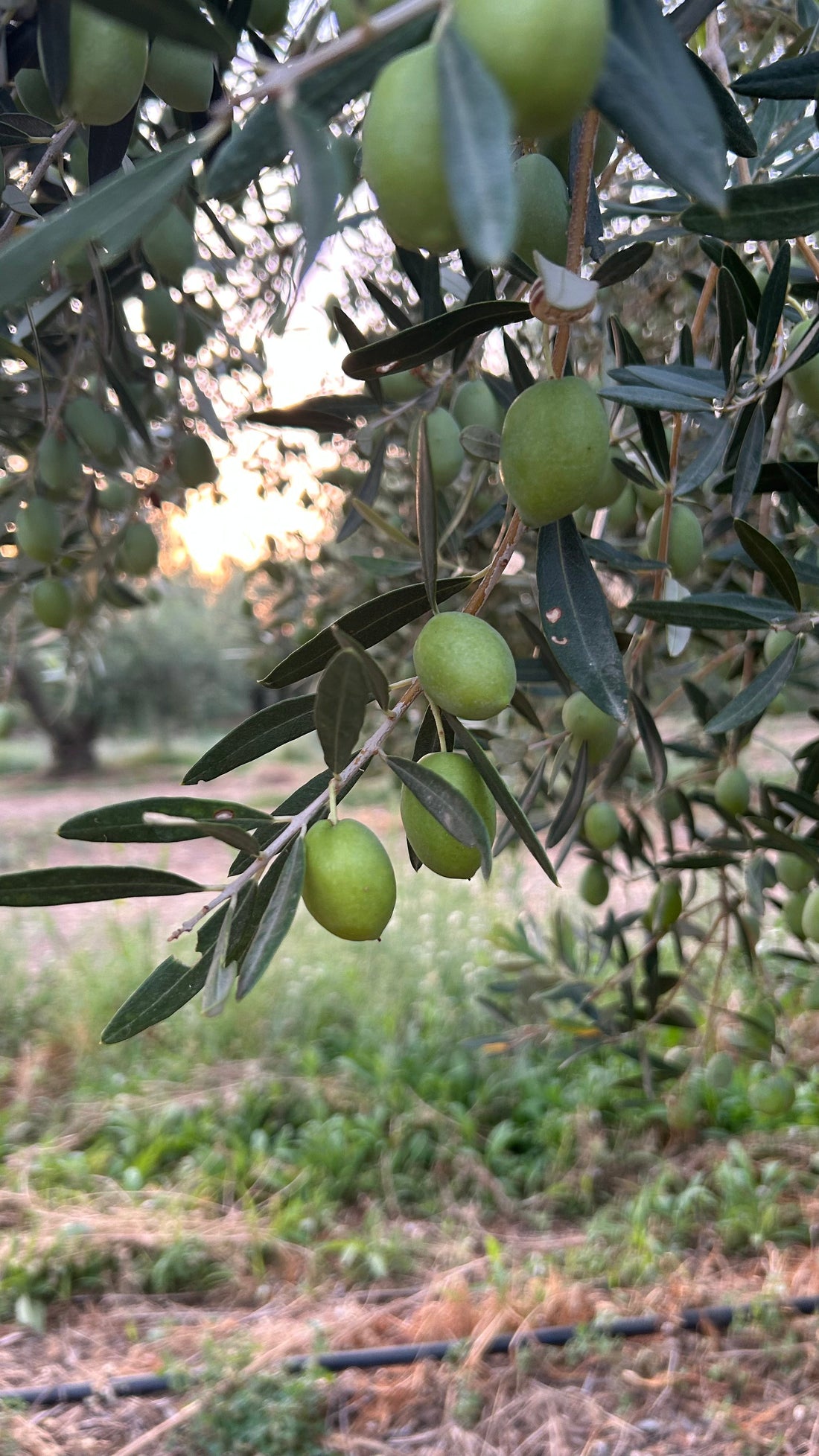 Warum kaltgepresstes Olivenöl so gesund ist