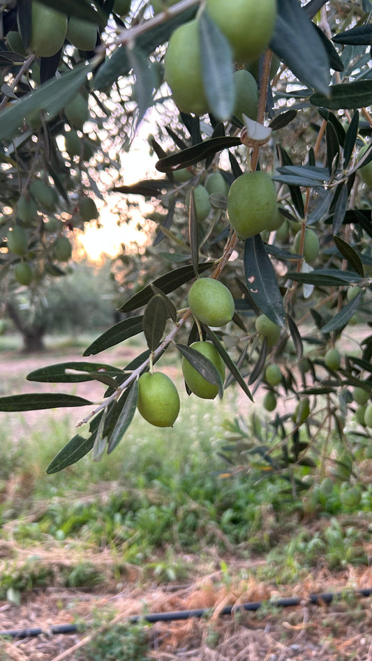 Warum kaltgepresstes Olivenöl so gesund ist
