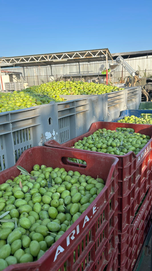 kaltgepresses Olivenöl, Olivenöl direkt vom Erzeuger. bestes Olivenöl, Olivenöl zum braten, griechisches Olivenöl, natives Olivenöl extra