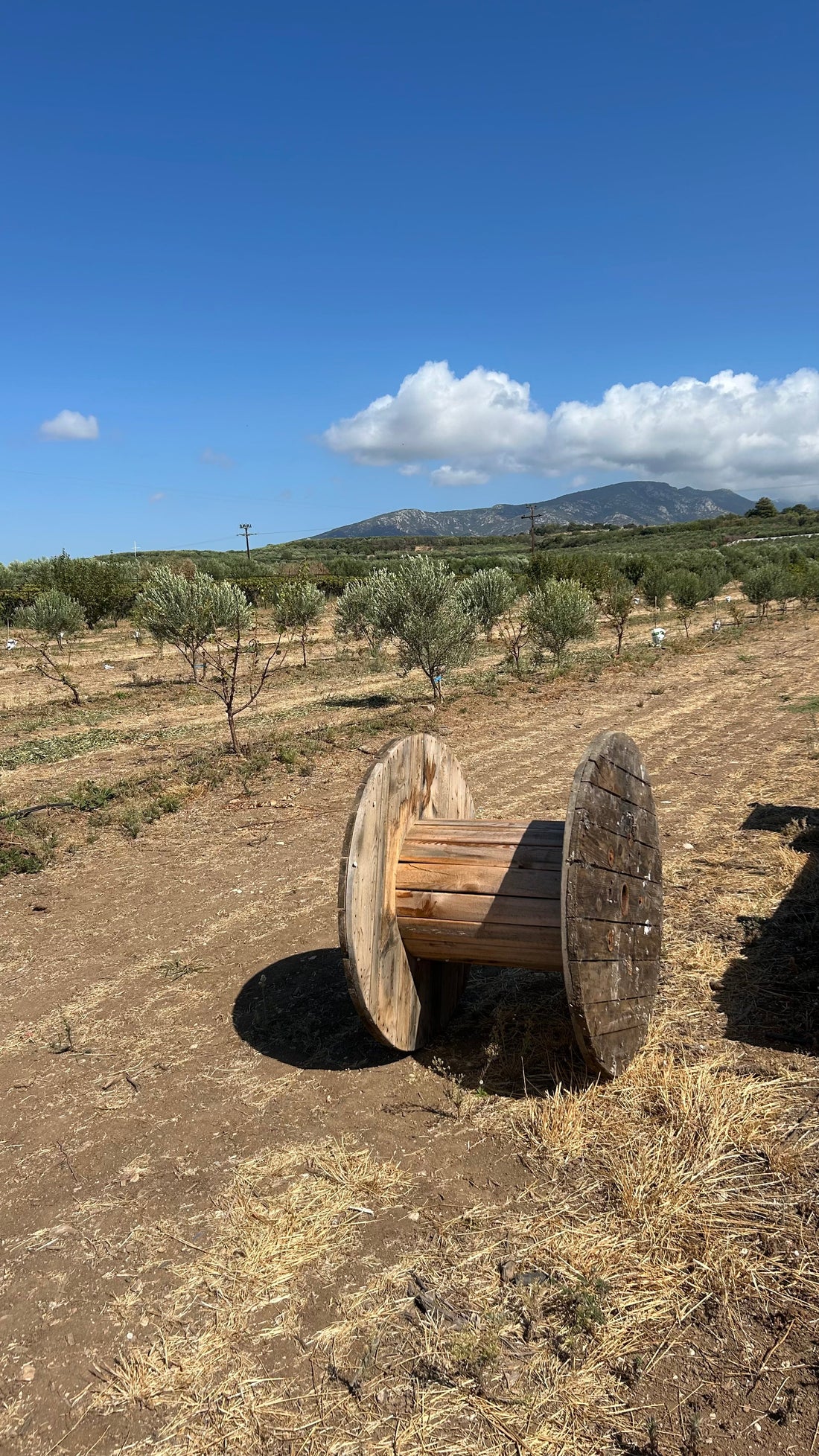Olivenöl direkt vom Erzeuger